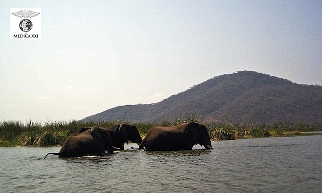 web_february--elephants
