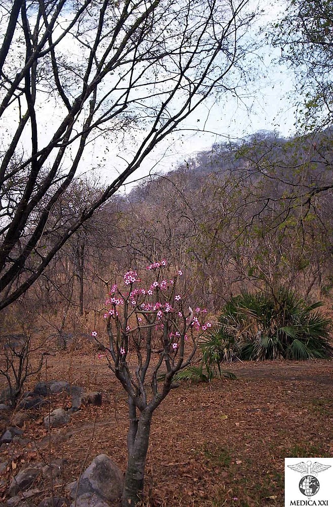 web_march-pink-