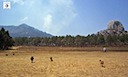 web_may-goats--