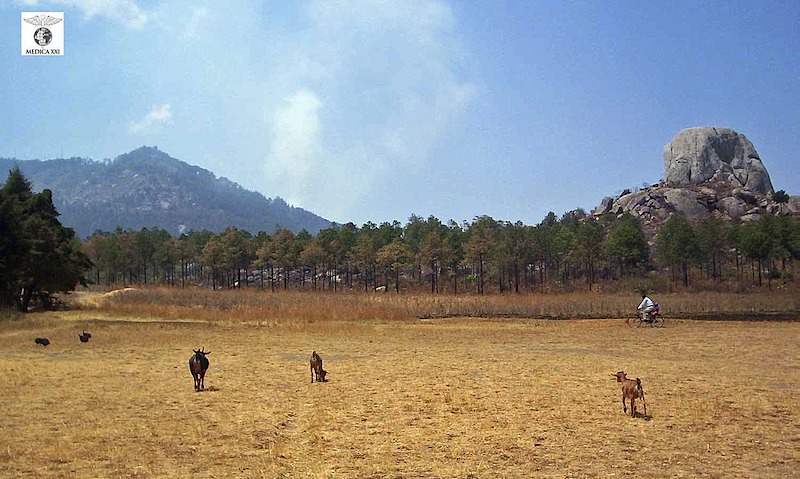 web_may-goats--